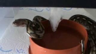 mouse vs. python