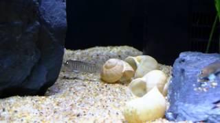 A couple of Lamprologus signatus - Tanganyika shell dwellers - Muszlowce.pl