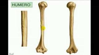 OSTEOLOGIA Miembro superior 3 Diagnostico X