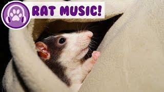 Music for Rats! Calm and Relax Your Rat and Stop Anxiety!