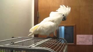 Angel the Cockatoo, laughing it up that she's out of her cage.