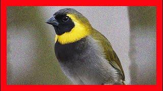 Cuban Grassquit Song, Sound, Call, Chirp - Phonipara Canora