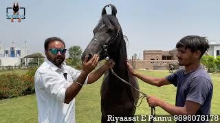 Punjab ~ India’s Biggest Farm Setup Tour Riyaasat E Pannu  Nukra And Marwari Horse Stud Farm