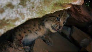 2021 Vidéo du projet "LIFE Lynx Forêt du Palatinat"