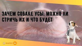 Зачем собаке усы: можно ли стричь их и что будет