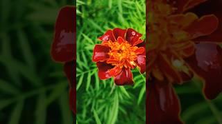 Nazar Koi Na Lage #gardening #flowers #viral #youtube #youtubeshorts