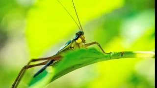 Cricket Facts - Facts About Crickets