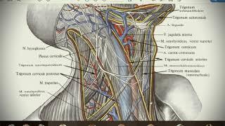 Анатомия с АВ. Мышцы, фасции и топография шеи.