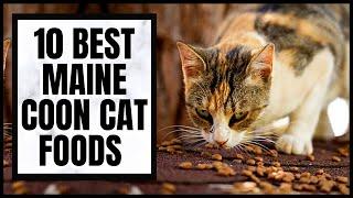 The 10 Best Maine Coon Cat Foods