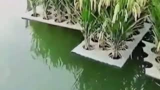 way of growing rice over water