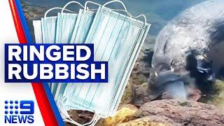 Platypuses being found trapped in ringed rubbish | 9 News Australia