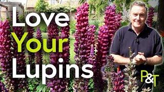 How to Love Your Lupins! - Pots & Trowels