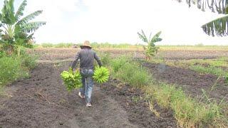 Se incrementa la producción de plátanos en Laguna Blanca