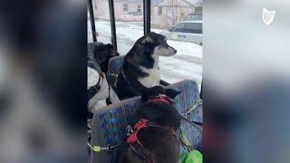 Exclusive bus for dogs goes viral on TikTok