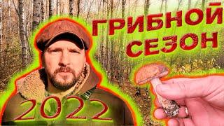 Грибной сезон 2022