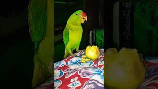 Amazing parrot talking mithu #shorts #ytshorts #shortvideo #parrot #mithu