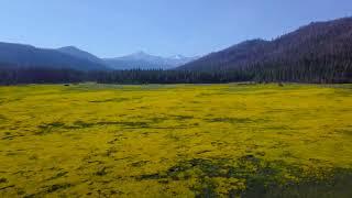 Flower filled meadow outside Lassen National Park with views of Lassen and Brokeoff Mt.