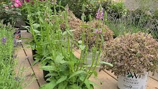 Stachys 'Hummelo' (Betony) // 2019 Perennial Plant of the Year