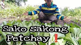 Life in the mountain | Paano mag harvest Ng petchay, bell pepper, long chili, & tomato | DML Vloggs