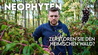 Diese Pflanze zerstört ganze Wälder!? Was sind Neophyten? - Forst erklärt