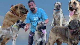 Happy Family Living in a Chalet with Their Dogs ~ They Have 17 Dogs