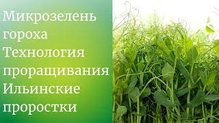 Выращиваем горох Мадрас на #микрозелень #ильинскиепроростки #семенаильинские технология проращивания