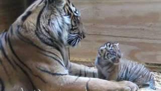 Tiger Cub Day 30 - Grooming by Mom