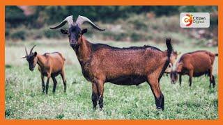 Kenya's Gold | Goat Feed Formulation | Agri-Nation
