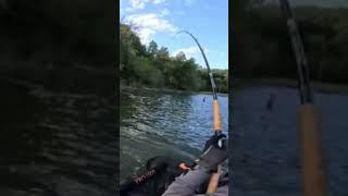 Big catfish on a giant musky topwater #fishing #bellyboat #floattube #musky #catfish