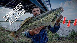 Zander Angeln am Kanal | Neuer PB | Monster ! ! !