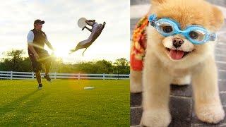 World's Most Amazing Dogs in Super Slow Motion! Incredible Dog Challenge in 4K! | DEVINSUPERTRAMP