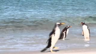 New island Penguins