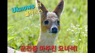 [블랙박스] 어두운밤 퇴근길에 갑자기 나타난!!! [feat.고라니]