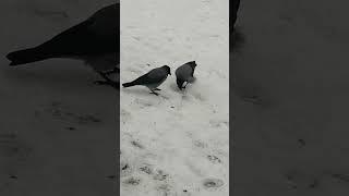 Гони яйцо! #вороны / Give me an egg, will ya? #crow