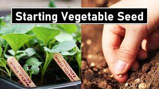 Starting Vegetable Seeds the Right Way