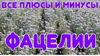 ВСЕ О ФАЦЕЛИИ.ВСЕ ПЛЮСЫ И МИНУСЫ ЭТОГО МЕДОНОСА.ПЕРВОЦВЕТЫ.КРАСОТА,УДОБРЕНИЕ,ПОЛЬЗА.