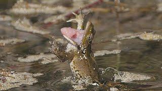 Dragonflies lay eggs between frogs / Libellen legen Eier zwischen Fröschen