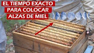 LA MEJOR EPOCA PARA COLOCAR ALZAS MELARIAS Y COSECHAR MUCHA MIEL | APICULTURA