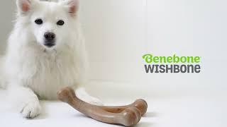 Wishbone Benebone  at Petmania