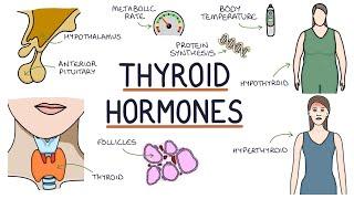 Understanding Thyroid Hormones