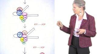 Joan Steitz (Yale/HHMI): SNURPs and Serendipity