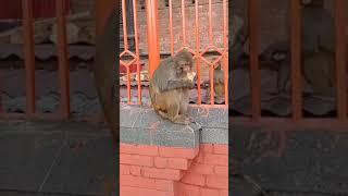 Nepali monkeys at Pashupatinath