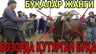 БОЗОРДА БУҚАЛАР ЖАНГИ ҚИЛДИ ДАХШАТЛИ