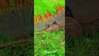 Pet Lizards: Iguana #lizard #pets #animals