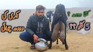 Goat Milking By Hand In Village || Best Milking Goats Bread In Pakistan