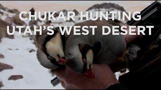 Chukars vs Upland Game Hunters in Utah's West Desert Mountains