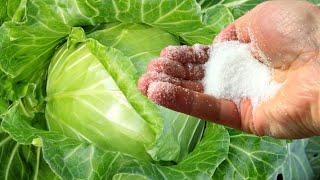 SUPER MEANS FOR CABBAGE FROM PESTS WITHOUT CHEMISTRY