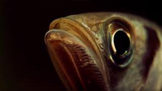 A Fish that Shoots it's Prey? | Weird Nature | BBC Earth