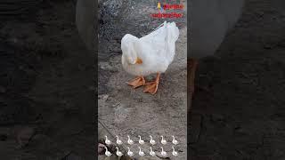 duck male fem#duckquack #quack#ducklings#cute#duck #animals#quackquack #funny #petduck#ytshorts#yt