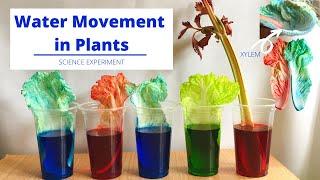 Xylem in Plants | How Water Moves Up the Stem | Water Movement in Plants | Science Experiment